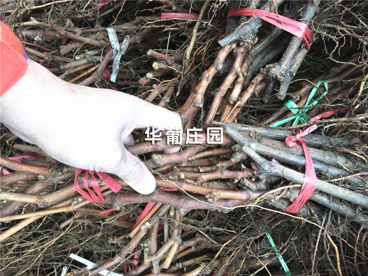 Q69ϵ��䓰����ͲĒ����A(y��)̎����